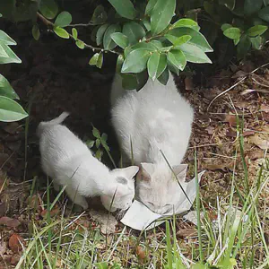 /photos/2016-09-17 动物-宿舍的猫.jpg